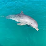 Kelly Netzel - @keldolphin3 - Instagram
