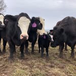 Kelly Parson - @parson_cattle_co - Instagram