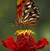 Kelly Paschal - Facebook
