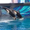 kellyrawls4 - @kellyrawls4 - TikTok