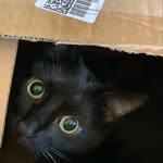 Kelly Ream - @4blackpanthers - Instagram