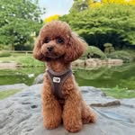 KELLY • RED TOY POODLE - @minipoodlekelly - Instagram