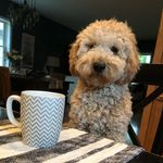 Kelly Rees Petrowski - @indy_gram20 - Instagram