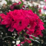 Kelly Shoop - @kelbeldc - Instagram
