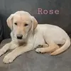 Kelly S Warnick - @11822rose - TikTok