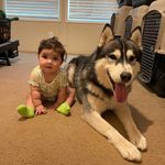 Kelsey Atkinson - @ragnarok_siberians - Instagram
