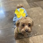 Kelsey bear☀️🌊 - @kelseythemaltipoo - Instagram