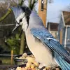 Bird Lady Kelsey - @birdladykelsey - TikTok