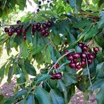 Kelsey Cherry Pickin' Farm - @kelseycherrypickinfarm - Instagram
