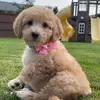 Kelsey dailey - @kelseydailey - TikTok