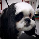 Kelsey Duff - @once_upon_a_pooch_grooming - Instagram