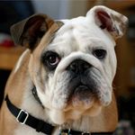 Kelsey Duff - @luxury.pets.ofday - Instagram