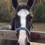 Kelsey Estes - @horses_for_life726 - Instagram