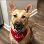 Kelsey Jane - @kelsey_thegermanshepherd - Instagram