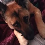 kelsey the german shepherd<33 - @kelsey.the.dog12 - Instagram