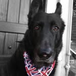 @kelseythegermanshep - Instagram