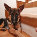 @kelseythegermansheperd - Instagram