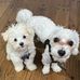 Kelce And Harper Wishnow - Facebook