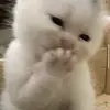 Kelsey - @kelseykamp00 - TikTok