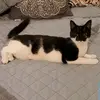 kelseywolfmcgregor - @elvirathecatisgreat - TikTok