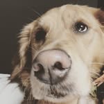 Kelsey Perrigo - @kelseythedognotthehuman - Instagram