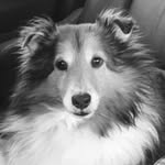 Kelsey and Eric Squires - @squiresshelties - Instagram