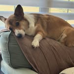 Kelsey Starr - @thecorgiaesthetic - Instagram