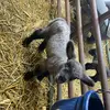 Kelsi Wessel - @kelsi.wessel - TikTok