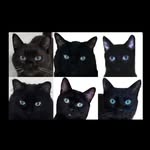 Kelsie Harrison - @blueeyedblackcats - Instagram