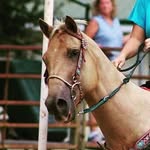 Kelsey Kidd - @barrelracing_chief - Instagram