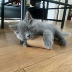 Kelsie Meyer + Kittens - @kittycity_foster - Instagram