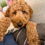 Kelsie Scott - @teddysdoodlegram - Instagram