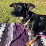 Kitty Kelton-Price - @the_dog_named_kitty - Instagram
