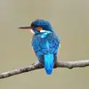 kelvin gerald - @kelvin.gerald51 - TikTok