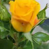 kelvin Ryan - @kelvin.ryan64 - TikTok