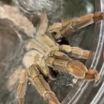 @kelvin.wiley.tarantula - Instagram