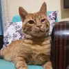 - Ç A K I R 🐱 - @kemalkarabulut57 - TikTok