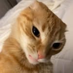 Ken Aiken - @orangecat.09 - Instagram