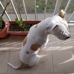 Kenai Castellón 🐶 - @kenai_keni - Instagram