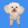 bentleykent - @bentley_kent - TikTok