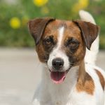 Наталья Мещерина - @kennel_billardi_bond_jrt - Instagram