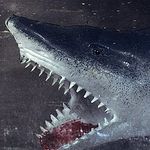 Ken Botto - @kenbotto - Instagram