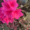 kenley.breaux - @kenley.breaux04 - TikTok