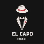 EL CAPO KENNEL 973 - @elcapokennel973 - Instagram