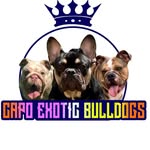 🐾🐾One Capo Kennel🐾🐾 - @1capokennel - Instagram