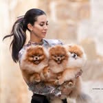 Cotton Candy - @cotton_candy_kennel - Instagram