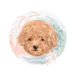 Cotton Kiss - @cotton.kiss.kennel - Instagram