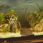Ken Cronin - @kens_3d_and_aquatics - Instagram