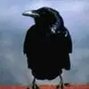 Crowbar - @kencrow1 - TikTok