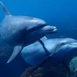 どるふぃん - @ken.dolphin - Instagram